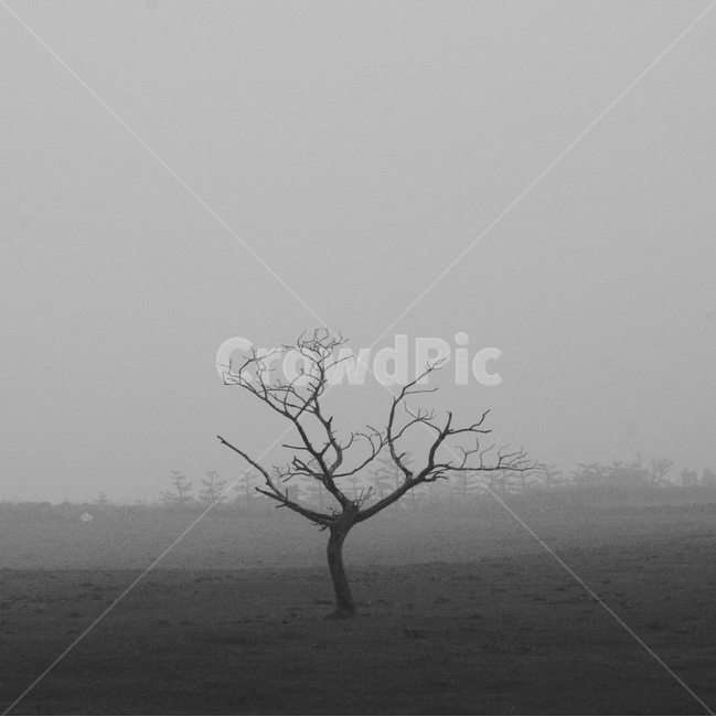 Alone tree,outcast tree,black and white photography,tree,Grayscale