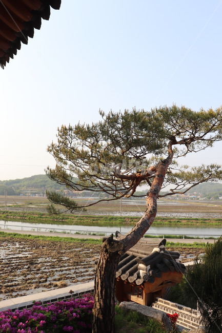 tree,나무,plant,식물,treetrunk,나무줄기,소나무,시골풍경