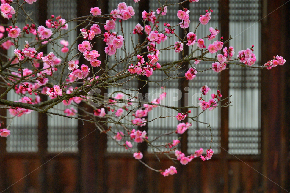 매화,매화꽃,봄꽃,봄,분홍,핑크,pink,식물,나무,spring,봄,계절,spring,season,식물,자연,plants,nature,꽃,flower,plant,blossom