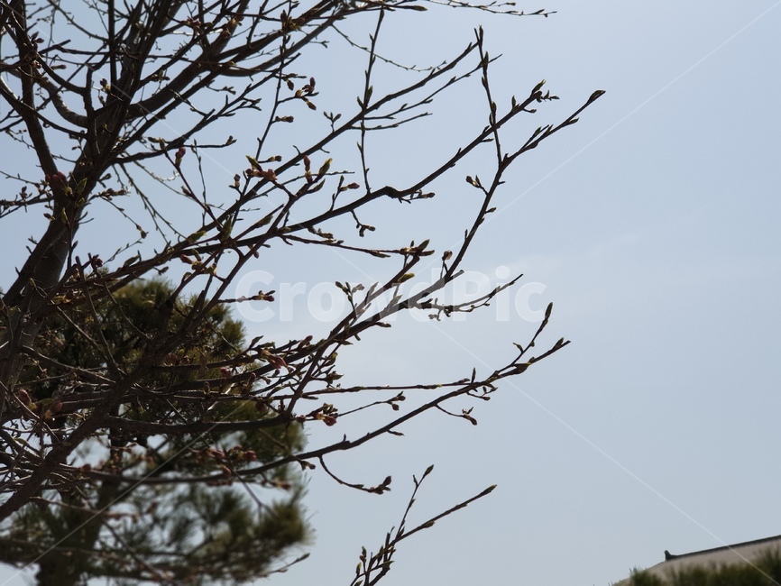 봄,나무,하늘,나뭇가지,tree,sky,식물,자연,plants,nature