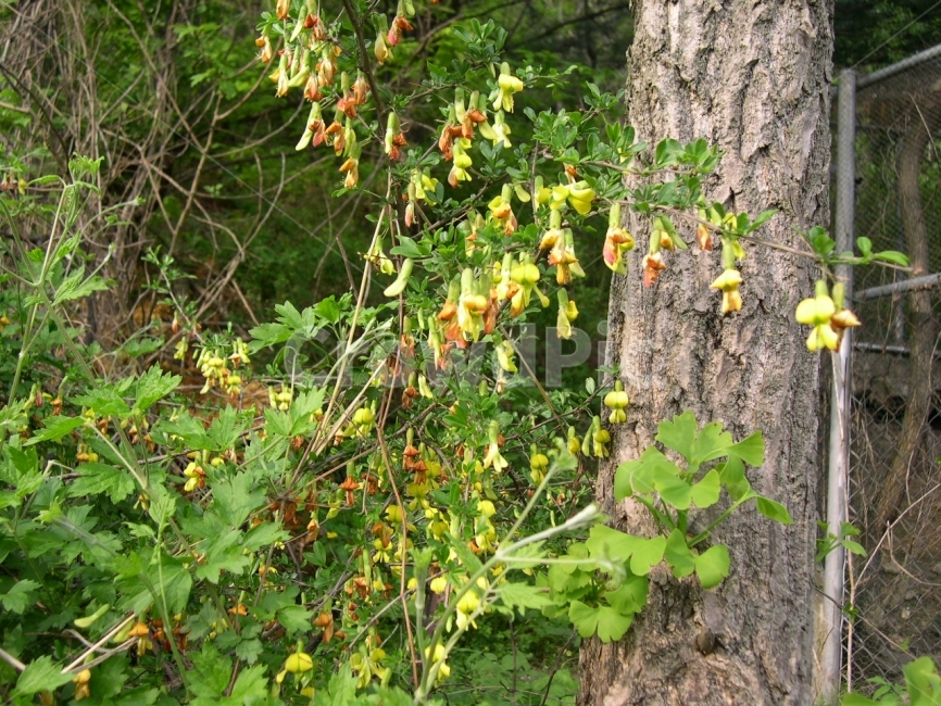 골담초,약초,꽃,노란꽃,봄꽃,식물,자연,plants,nature,꽃,flower
