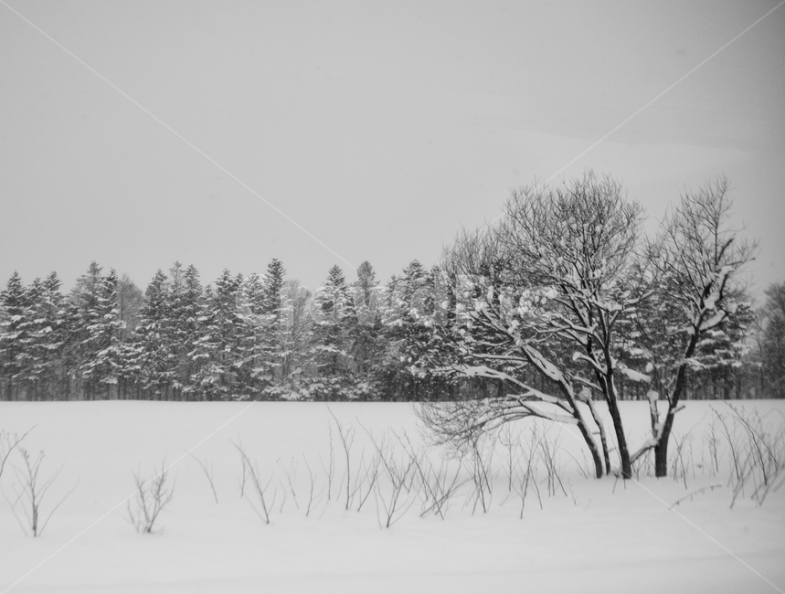 삿포로,겨울,눈,경치,설경,일본,호카이도,겨울,계절,winter,season,자연,풍경,nature,landscape,흑백,모노톤,monochrome,black and white,tree,나무,plant,식물,fir,전나무