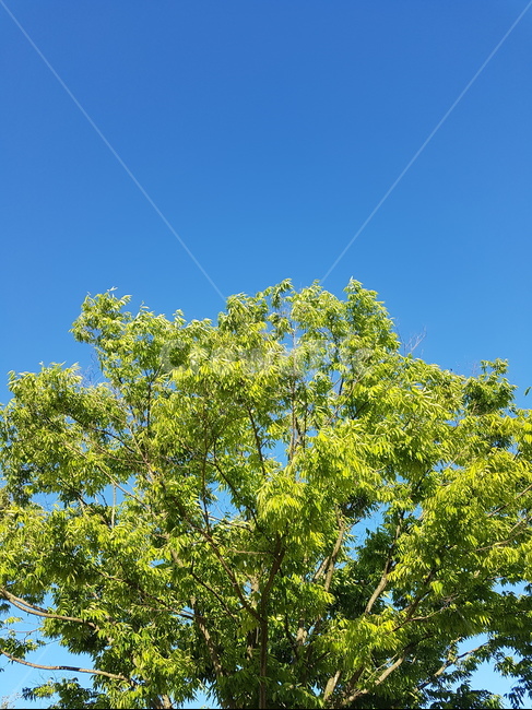 나무,하늘,푸릇한,청명한,풍경,sky,tree