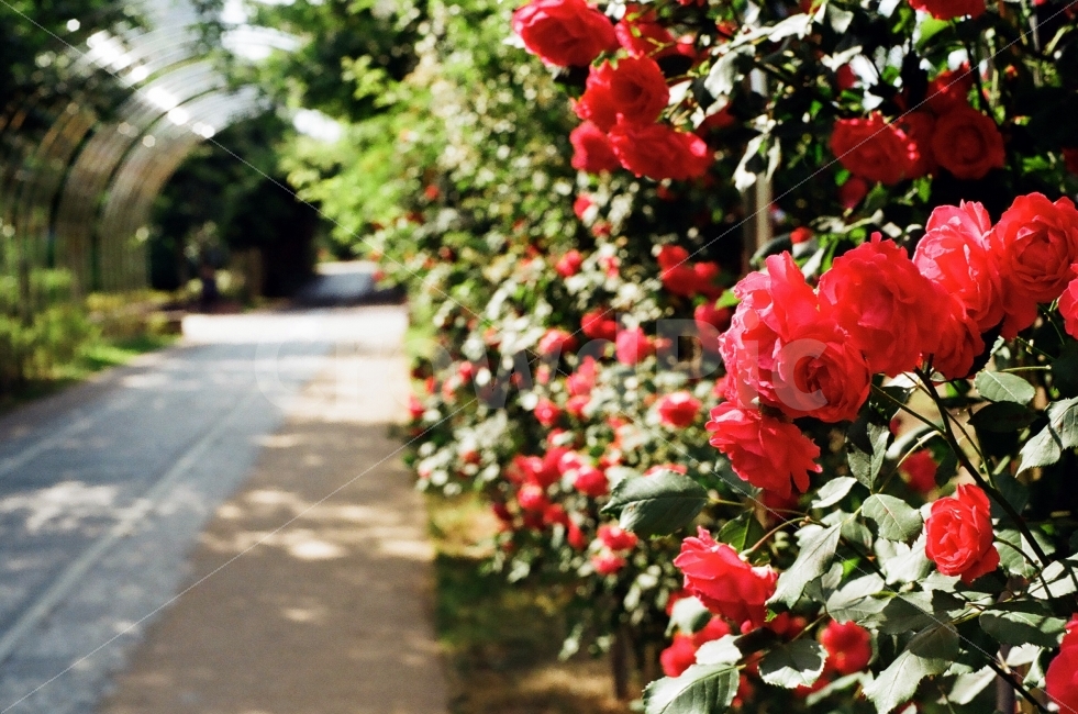 장미,꽃,장미꽃,rose,감성,식물,자연,plants,nature,꽃,flower,감성,sensible,feeling