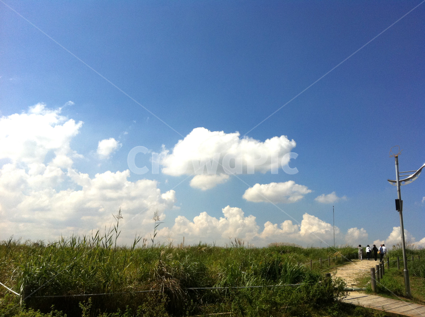 하늘,구름,공원,갈대,길,자연,풍경,nature,landscape,outdoors,옥외,weather,날씨,cumulus,적운,cloud,sky