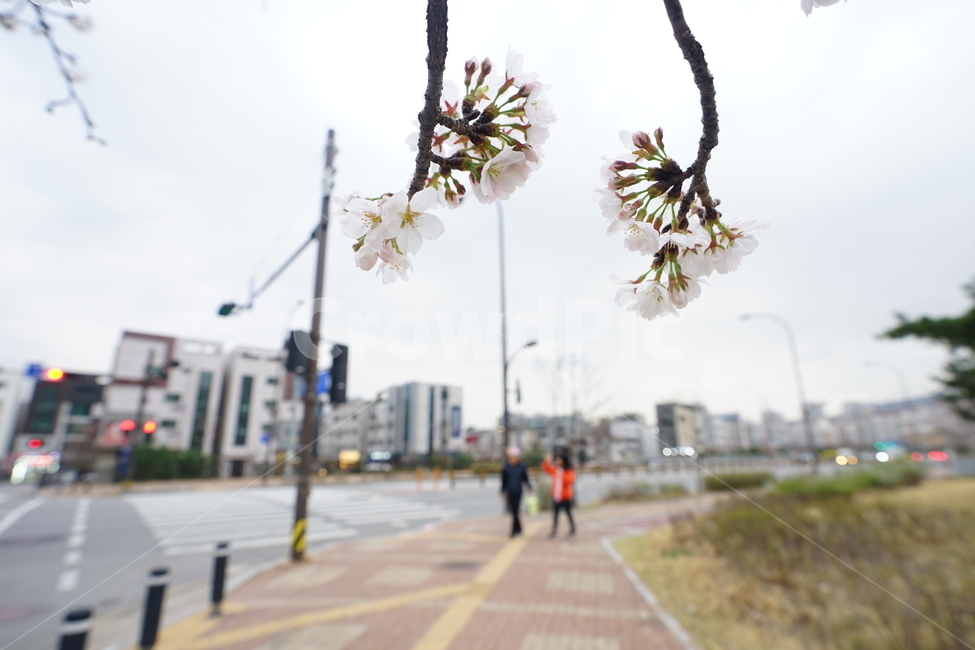 봄,봄꽃,꽃,계절,플라워,나무,느낌,감성,자연,식물,봄풍경,풍경,봄,계절,spring,season,식물,자연,plants,nature,꽃,flower,plant,light,빛,traffic light,신호등,blossom