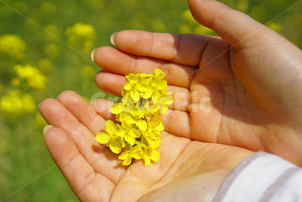 손,감성,느낌,유채꽃,유채,봄,봄,계절,spring,season,사람,인물,인간,human,person,신체일부,몸,body,finger,손가락