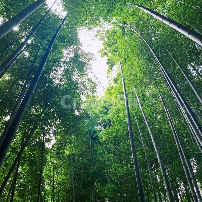 대나무,숲,나무,대나무숲,청량