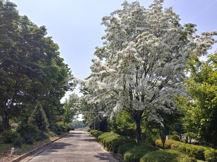 이팝나무,이팝나무꽃,봄나무,조경수,가로수,백색꽃,산책로