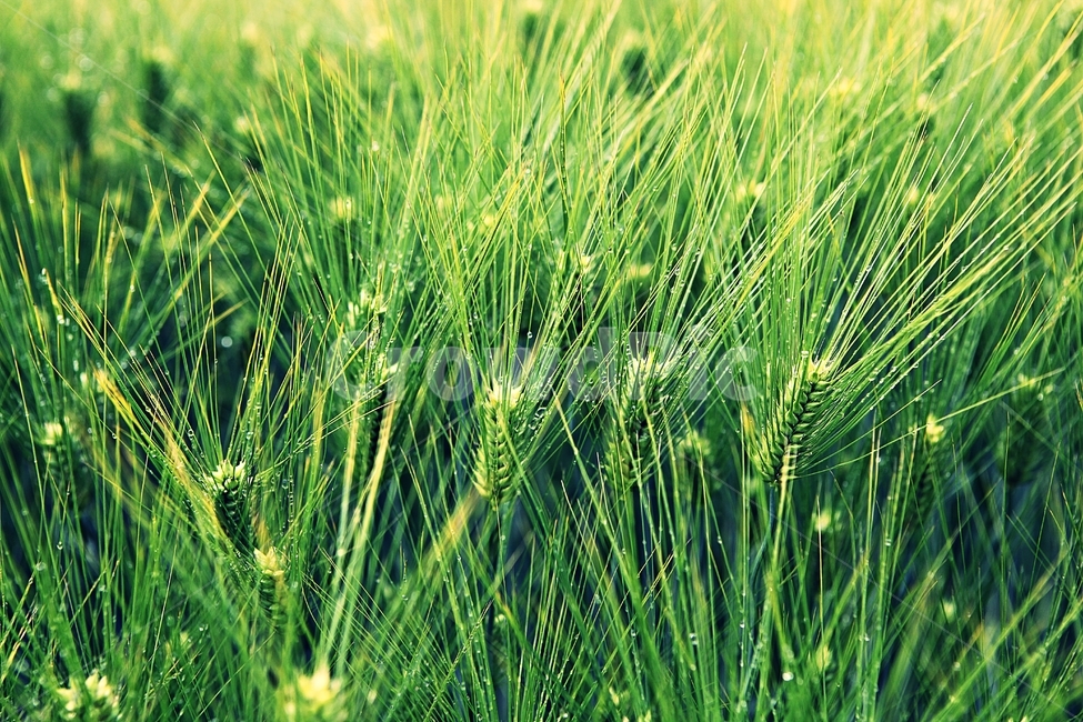 보리밭,보리,곡식,보리이삭,농사,자연,배경