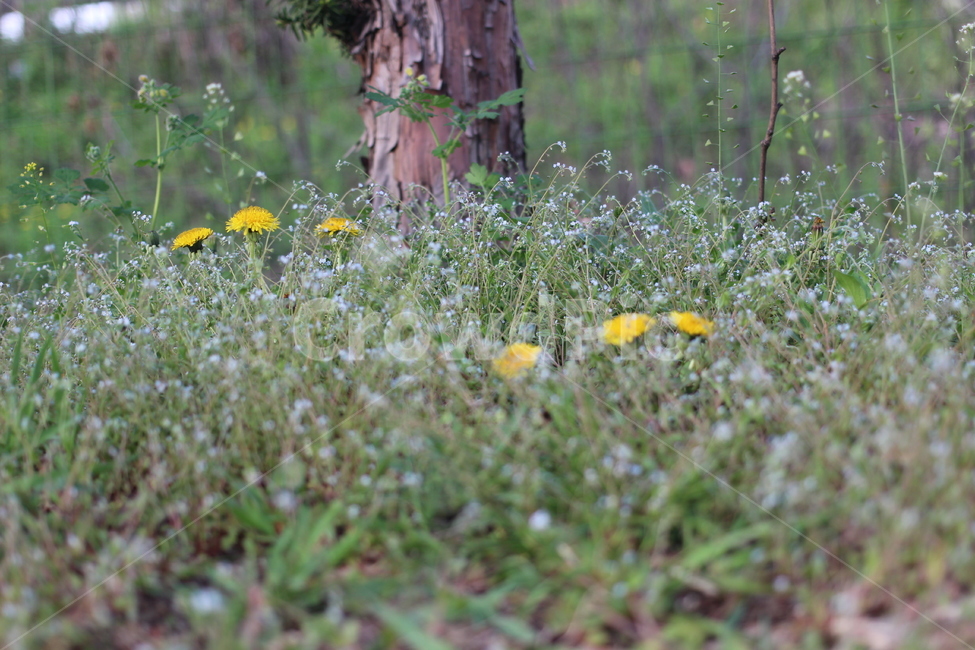 들,꽃,봄,풍경,야외,식물,자연,plants,nature,꽃,flower