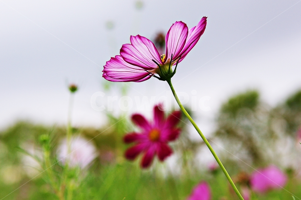 코스모스,꽃,꽃잎,들꽃,식물,가을꽃,가을,공원,자연,식물,자연,plants,nature,꽃,flower