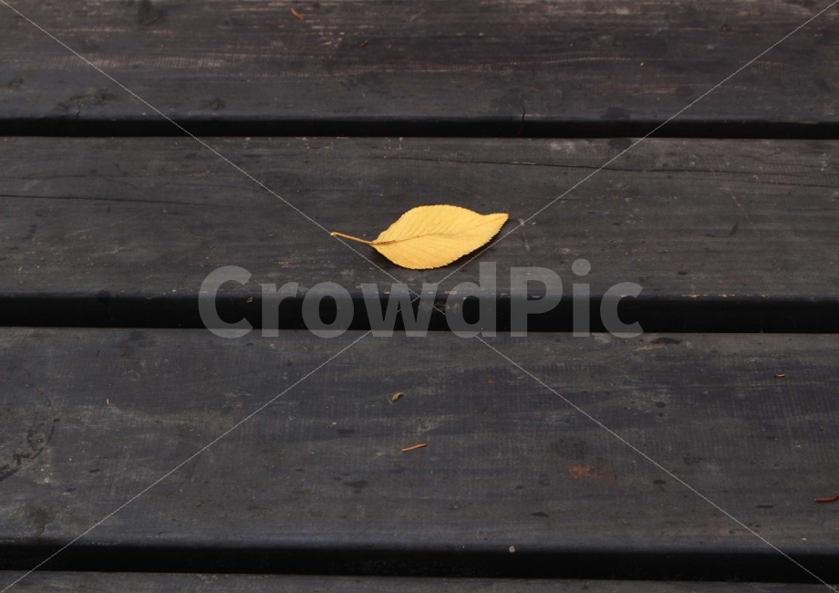 낙엽,나뭇잎,나무잎,잎,단풍,단풍잎,벤치,의자,배경,텍스쳐,background,texture,식물,자연,plants,nature,가을,계절,fall,autumn,season,plant,leaf