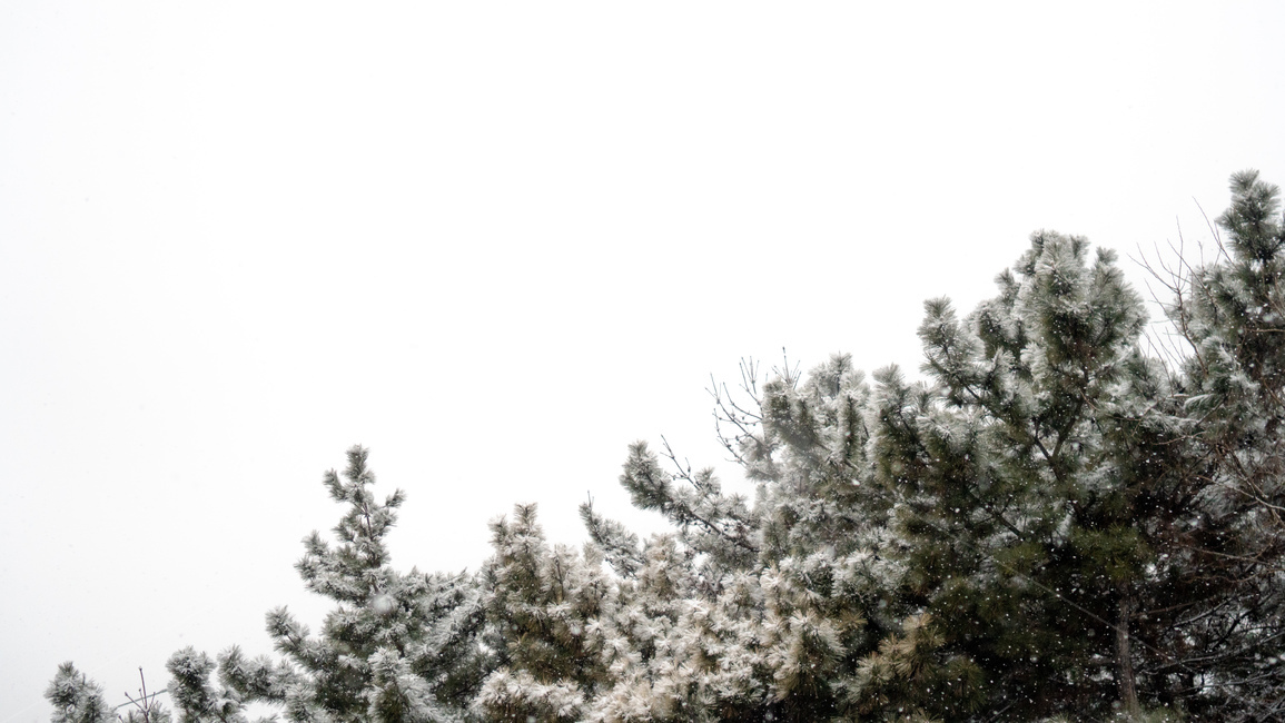 겨울,눈,설경,소나무,사철나무,함박눈,하늘,풍경,눈꽃,겨울,계절,winter,season,자연,풍경,nature,landscape,tree,나무,plant,식물,fir,전나무,conifer,구과 식물