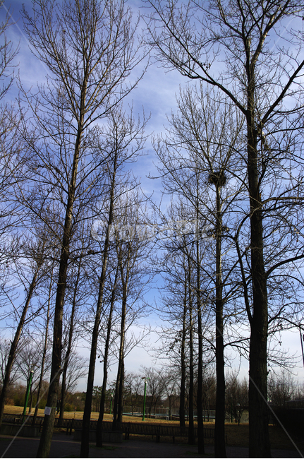 겨울,나무,공원,식물,plant,자연,풍경,nature,landscape,tree,tree trunk,나무 줄기
