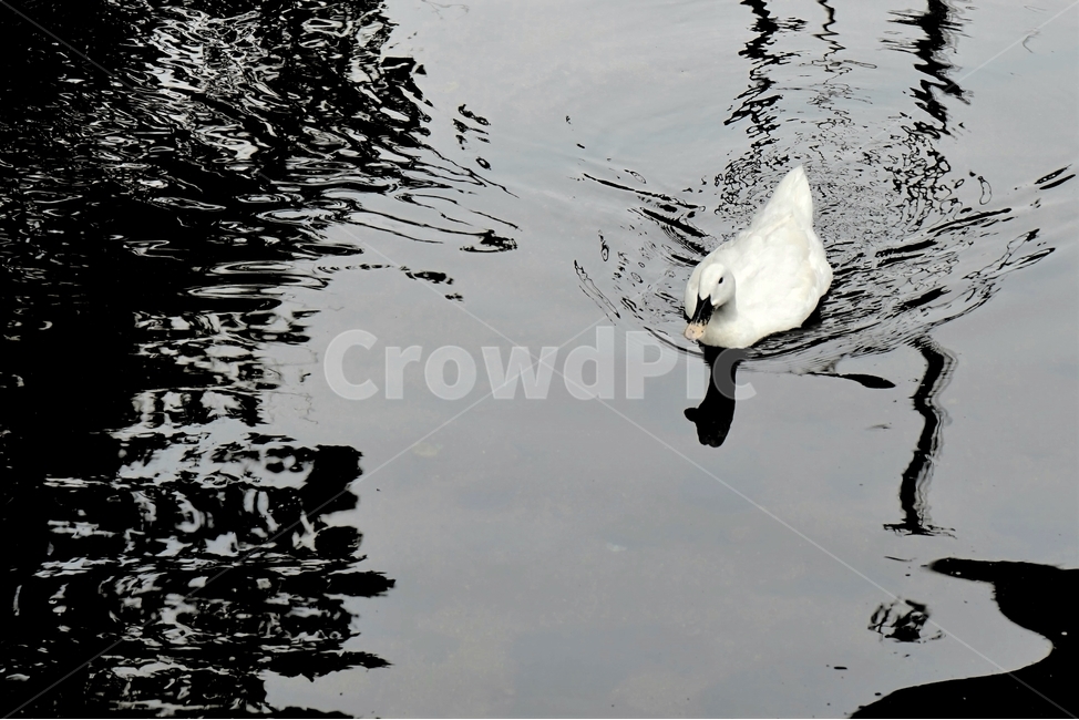 오리,흰오리,헤엄,수영,물,하천,생물,duck,bird,swim,stream,white,life,동물,animal,조류,새,birds