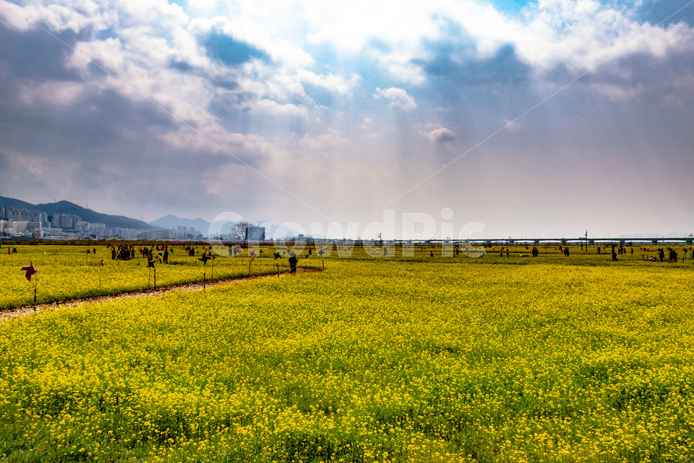 유채,유채꽃,유채꽃밭,하늘,들판,봄,계절,spring,season,자연,풍경,nature,landscape,outdoors,옥외,grassland,목초지,field,들