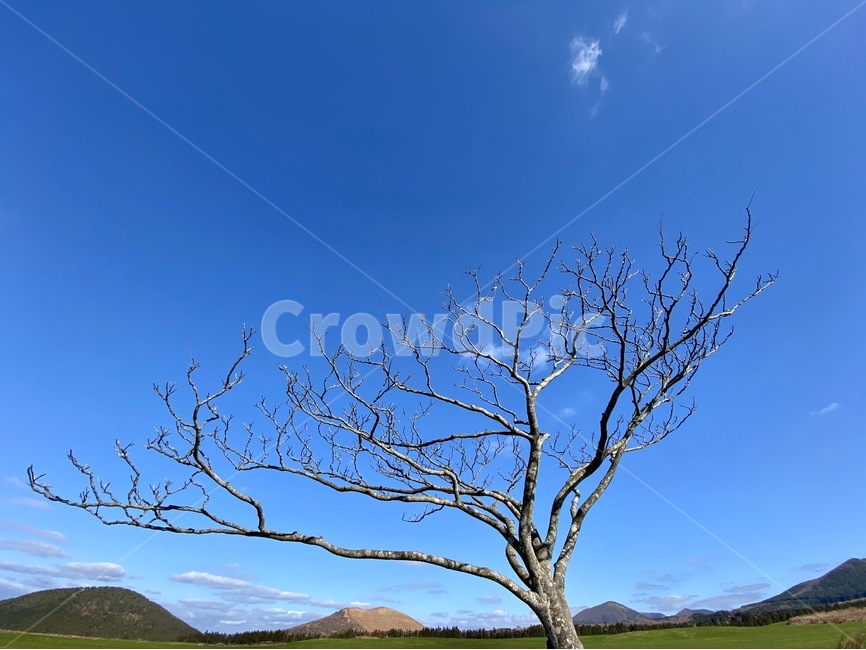 나무,tree,plant,제주도,외나무