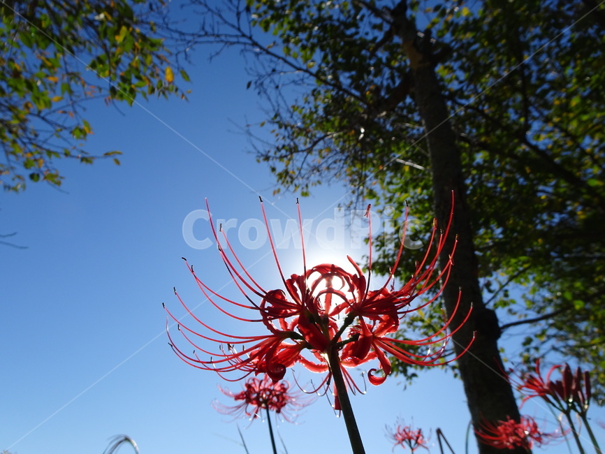 꽃,꽃무릇,상사화,하늘,빨강,식물,자연,plants,nature,꽃,flower