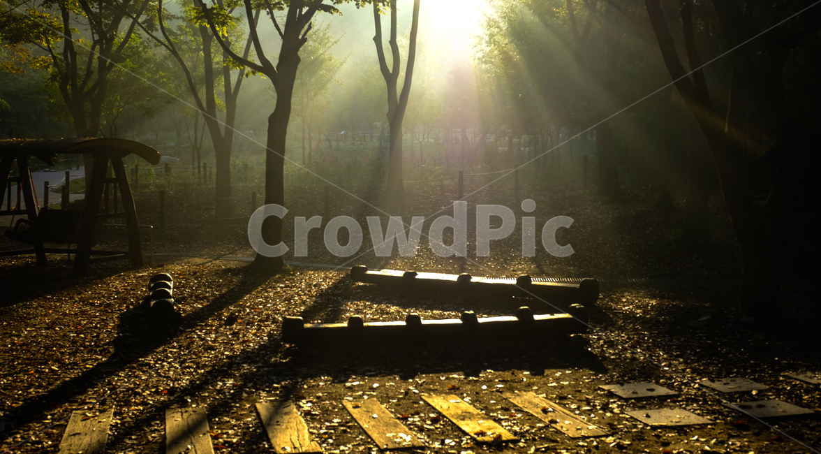 나무,새벽,햇살,빛,쉼터,자연,풍경,nature,landscape,식물,plants,나무,trees,wood,휴식,힐링,rest,relaxation,healing,light,flare,플레어,sunlight,햇빛