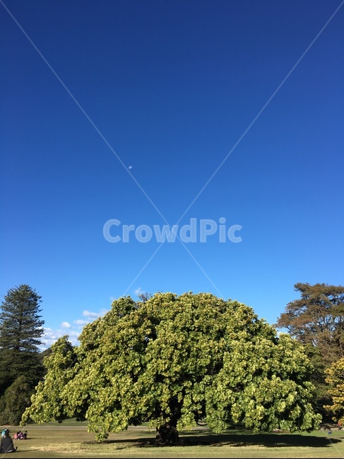 plant,식물,tree,나무,해외,초록,파랑,하늘,sky,호주