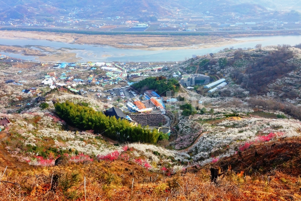 매화마을,봄,풍경,다압면,꽃,광양시,봄,계절,spring,season,자연,풍경,nature,landscape,outdoors,옥외,경치,scenery,aerial view,조감도