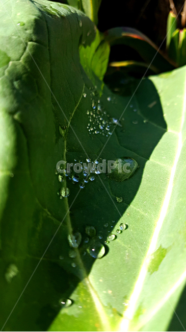 유채,빗방울,비,유채잎,식물,잎,leaf,plant,물방울,작은물방울,자연