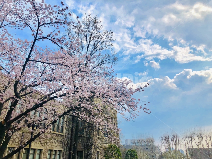 plant,식물,꽃,벚꽃,봄,flower,blossom,cherryblossom,spring,봄,계절,spring,season