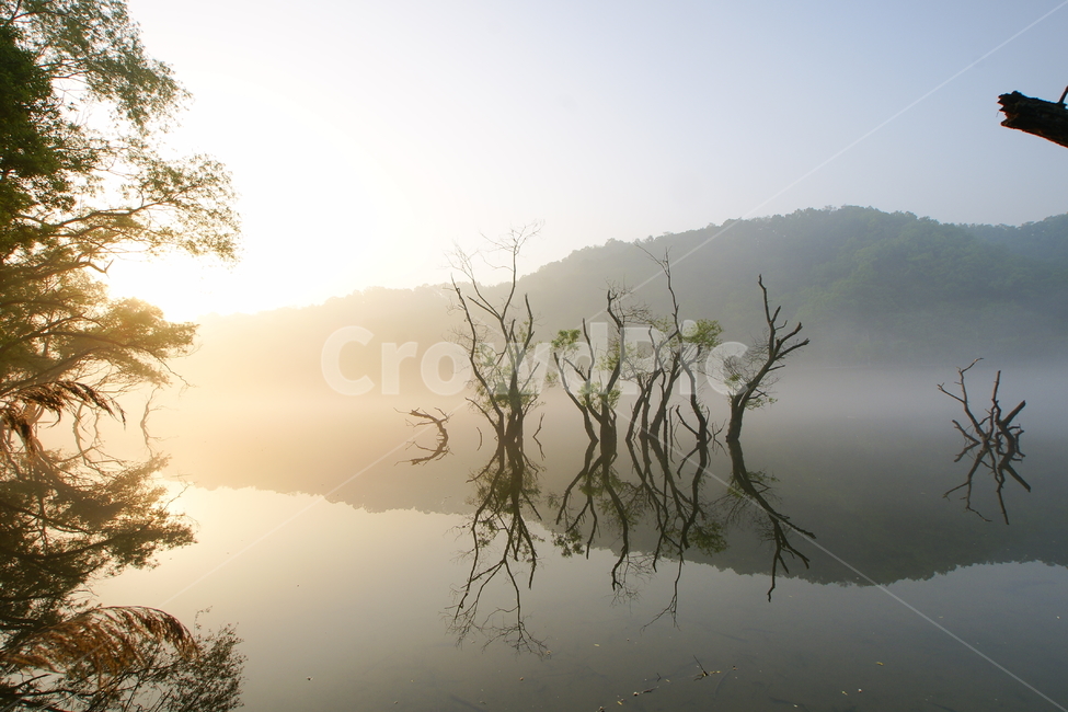 물안개,버드나무,금강,아침,빛,햇살,자연,풍경,nature,landscape,한국자연풍경,한국자연경관,korea nature landscape