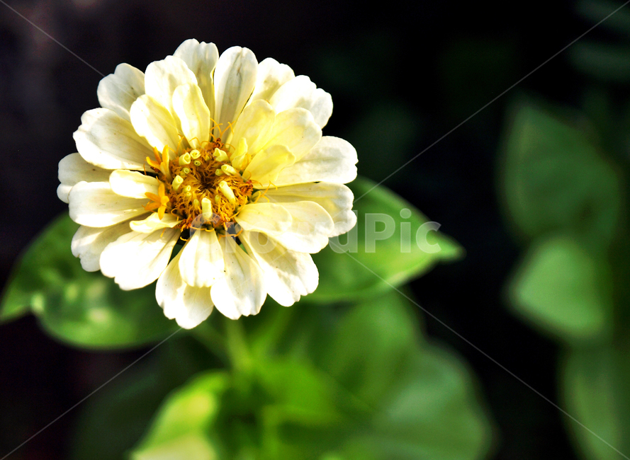 백일홍,꽃,식물,국화과,원예종,북아메리카,식물,자연,plants,nature,꽃,flower