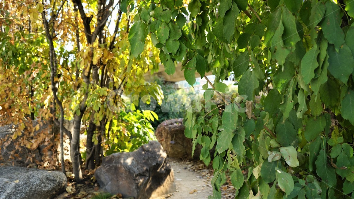 나무,자연,바위,돌,길,녹색,노란잎,trees,rocks,nature,stoens,road,식물,자연,plants,nature