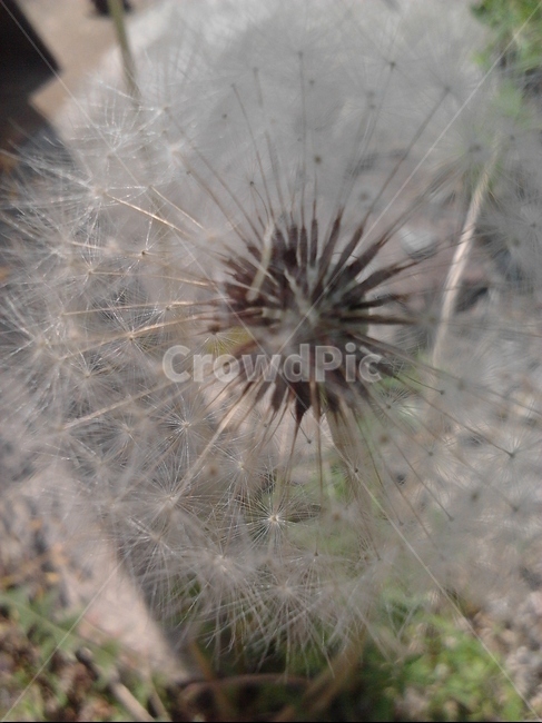 민들레,야외,민들레홀씨,풀,돌,식물,자연,plants,nature