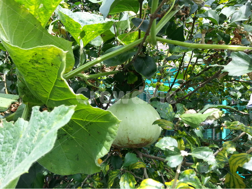 박,무궁화나무,박넝쿨,정원,늦은여름,식물,식물,자연,plants,nature,채소,야채,vegetables