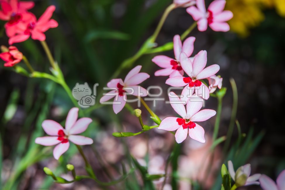 프리지아락사,흰색,빨간색,꽃잎,꽃,식물,붓꽃과,여러해살이풀,자연,야외,원예종,따듯한,햇살