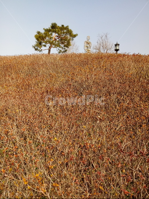 나무,나무가지,나무줄기,식물,treetrunk,plant,tree,outdoors,자연,하늘,소나무,가로등,영산홍