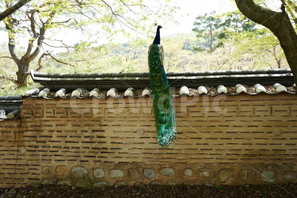 공작새,새,조류,담,돌담,기와담,한국전통,한국문화,korean traditional,korean culture,동물,animal,조류,새,birds,건축물,건물외관,exterior,building,structure,architecture,construction