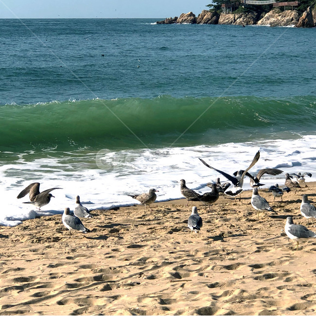바다,자연,파도,물,새,동물,모래,outdoors,nature,animal,bird,water,sea,푸른,시원한,여행,힐링,자연,풍경,nature,landscape,해변,바다,beach,sea,동물,animal,조류,새,birds,옥외,ocean,대양