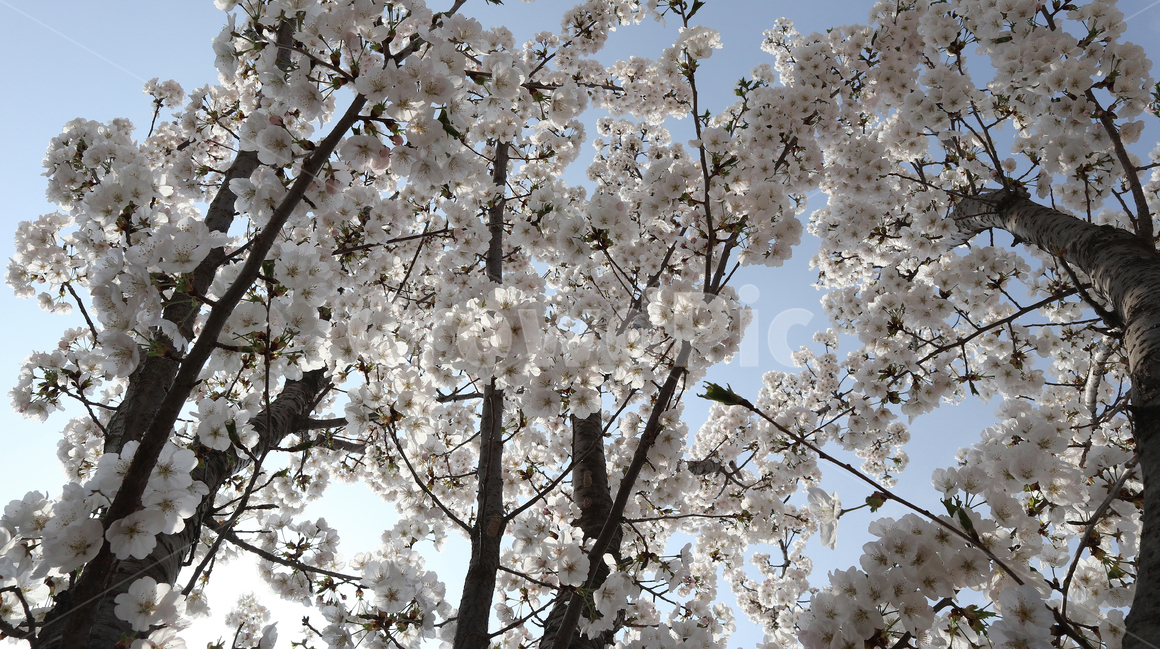 봄,벚꽃,꽃,나무,자연풍경,봄,계절,spring,season,식물,자연,plants,nature,꽃,flower,나무,trees,wood,plant,blossom