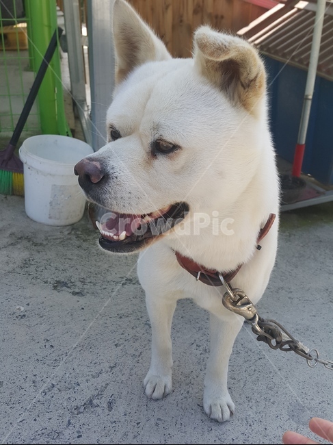 시골개,똥개,시골똥개,백구,강아지,개