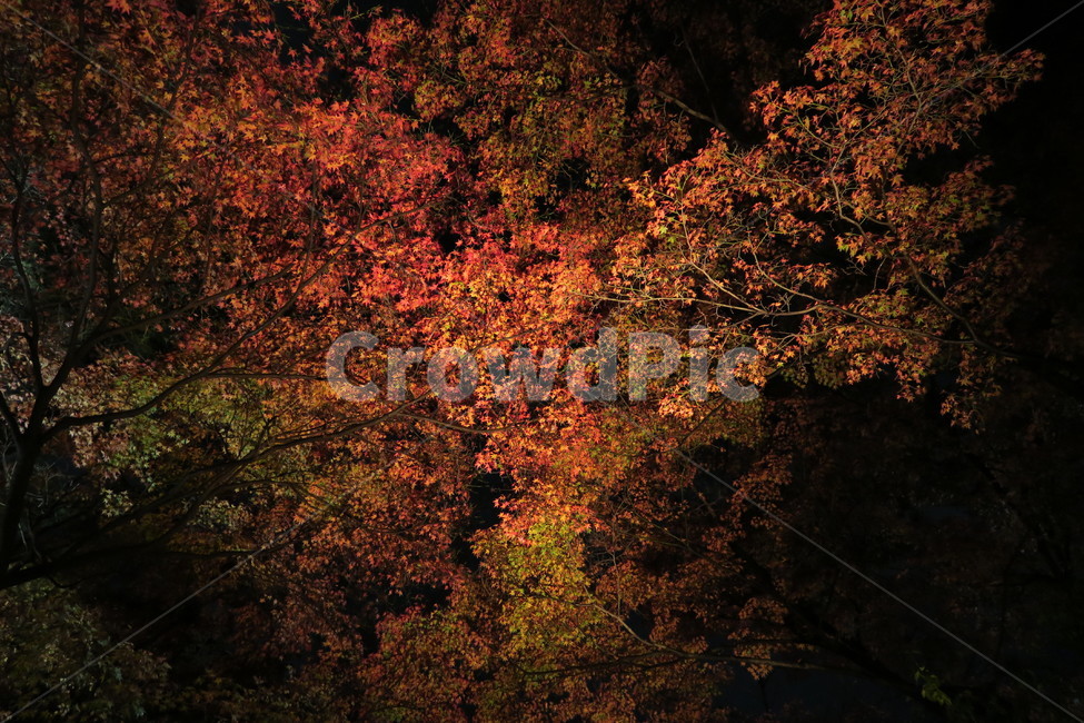 야경,단풍,가을,반사,호수,낙엽,가을,계절,fall,autumn,season,야경,밤,풍경,nightscape,night,landscape,plant,식물,leaf,잎,tree,나무