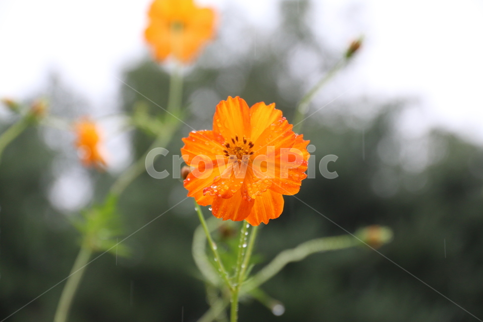 노랑,꽃,황화코스모스,노랑코스모스,가을꽃,식물,yellow,야외,cosmos,계절,plant,pollen,제라늄,flower,가을,계절,fall,autumn,season,식물,자연,plants,nature,꽃,flower,geranium,blossom
