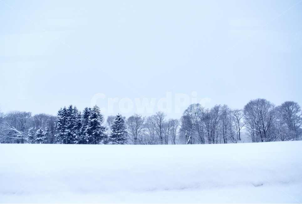 삿포로,겨울,눈,경치,설경,일본,호카이도,겨울,계절,winter,season,자연,풍경,nature,landscape,outdoors,옥외