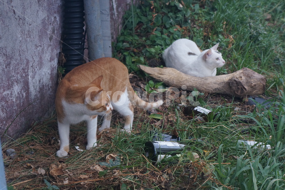 길고양이,고양이,동물,유기묘,cat,동물,animal,포유류,mammal,고양이,cat,kitten,kitty