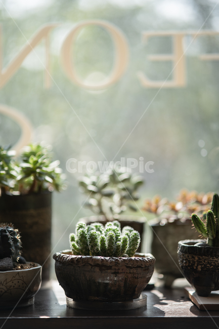 다육이,다육식물,plant,botanical,식물,식물,자연,plants,nature