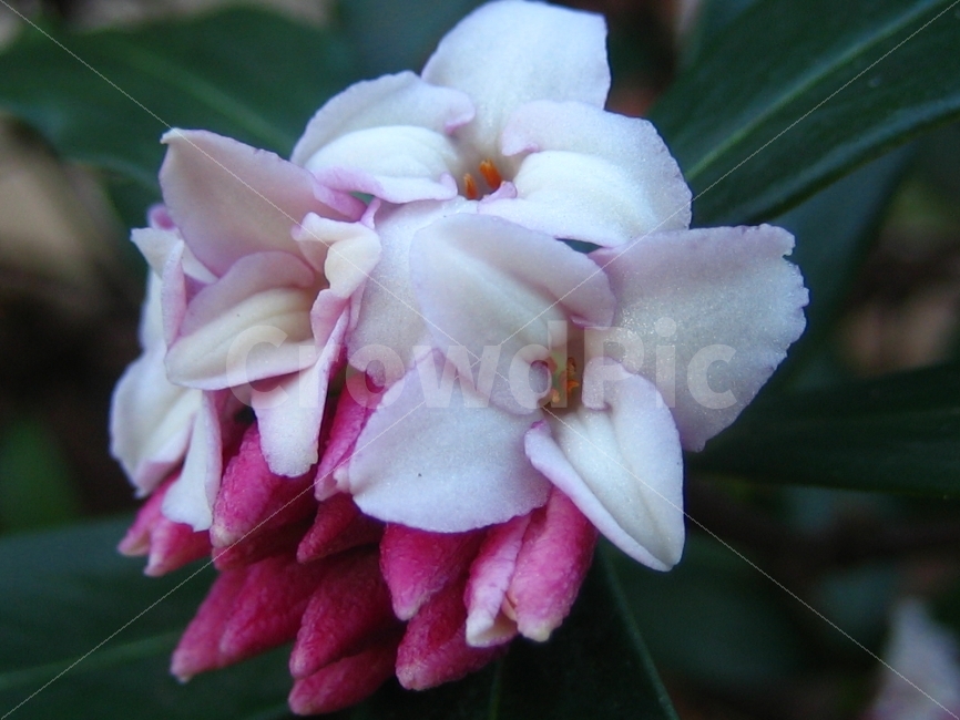 꽃,식물,숲,순수,신비,애틀란타,식물,자연,plants,nature,꽃,flower