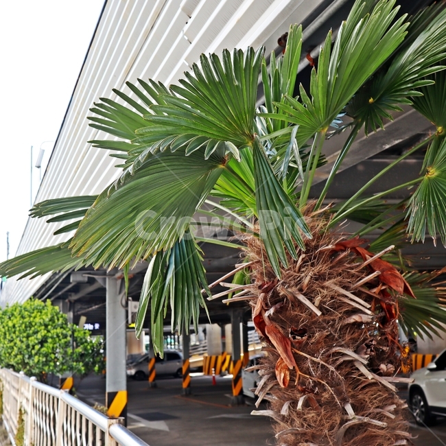 길거리식물,야자수,tree,나무,plant,식물,arecaceae,palmtree