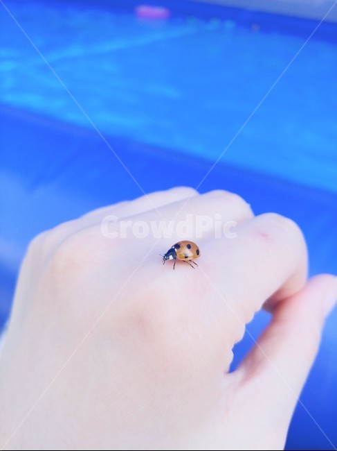 무당벌레,곤충,ladybug,손,자연,봄,손가락,숲,동물,몸,감성,nature,레이디버그,벌레,hand,여름,계절