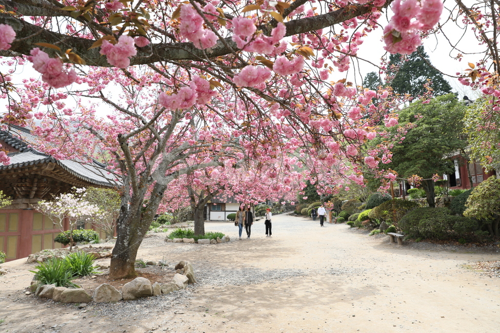 순천,선암사,만첩왕벚,겹벚꽃,벚꽃,봄,사찰,왕벚꽃,봄,계절,spring,season,한국전통,한국문화,korean traditional,korean culture,식물,자연,plants,nature,꽃,flower,사람들,대중,군중,other people,crowd,plant