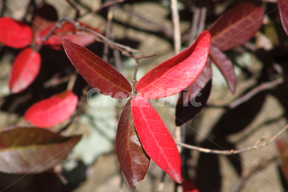 단풍,잎,마삭줄,redleaves,plant,Trachelospermum,가을,계절,fall,autumn,season,식물,leaf,veins,정맥,tree,나무