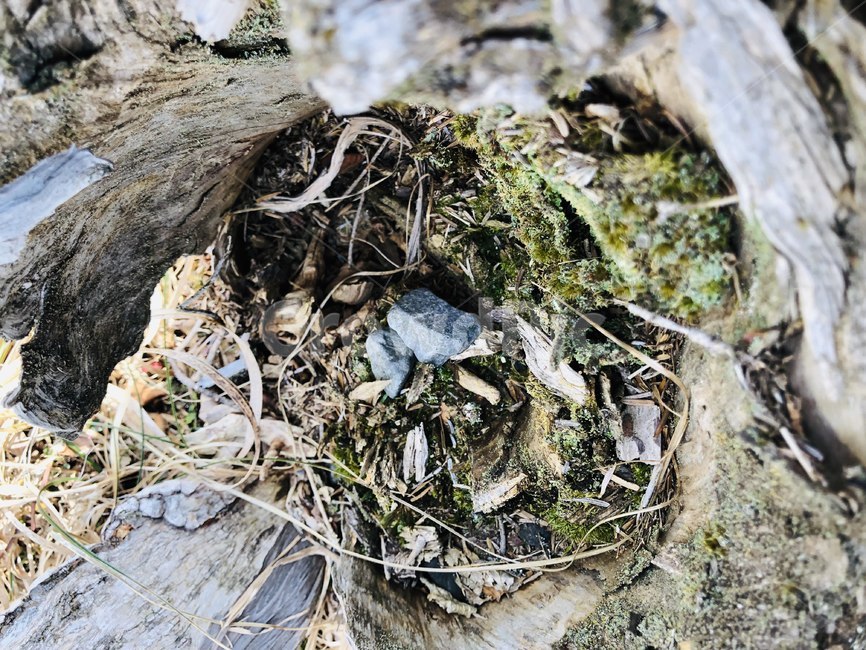 자연,나무,바위,감성,이국적,풀,숲,산,식물,자연,plants,nature